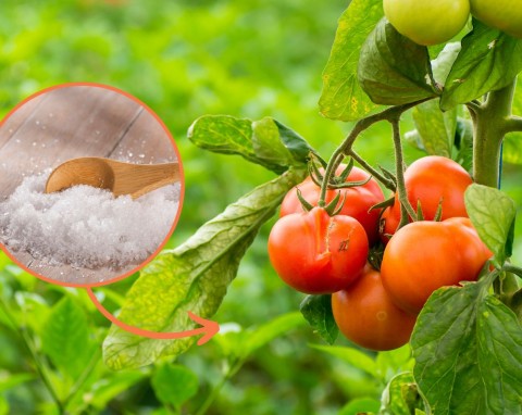 Jak wykorzystać gorzką sól do uprawy pomidorów? Do czego można stosować sól epsom w ogrodzie
