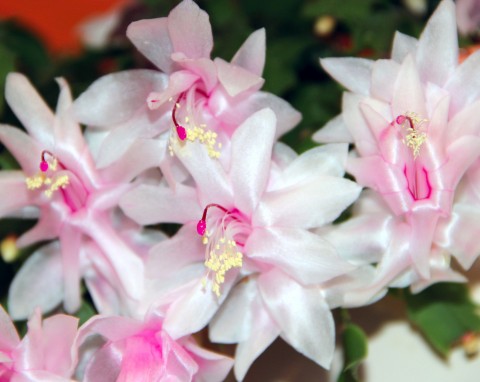 Poradnik nawożenia kaktusa bożonarodzeniowego. Kiedy i czym nawozić grudnika, żeby lepiej kwitł?