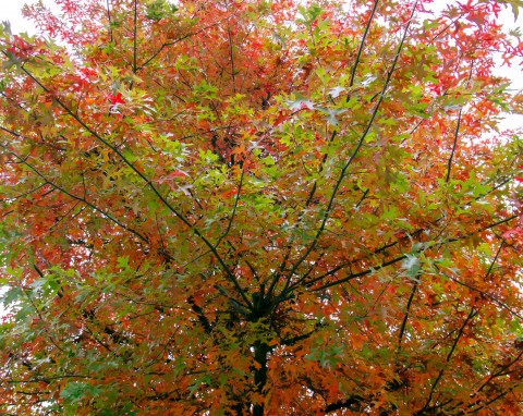 Dąb błotny (Quercus palustris)