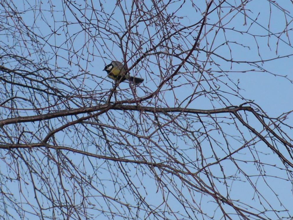 Pozostałe, Wiosennie ...........prawie świątecznie........... - ...........i sikorka............