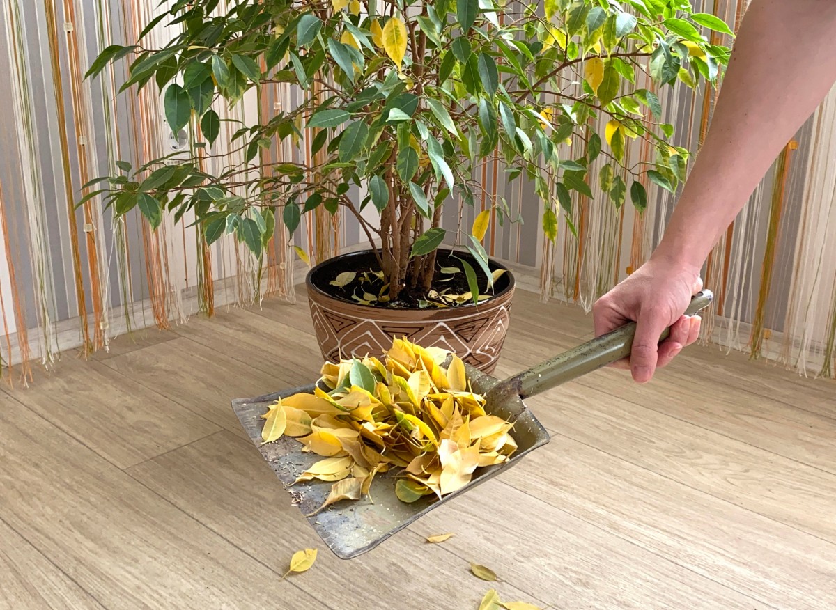 złólte liscie fikusa