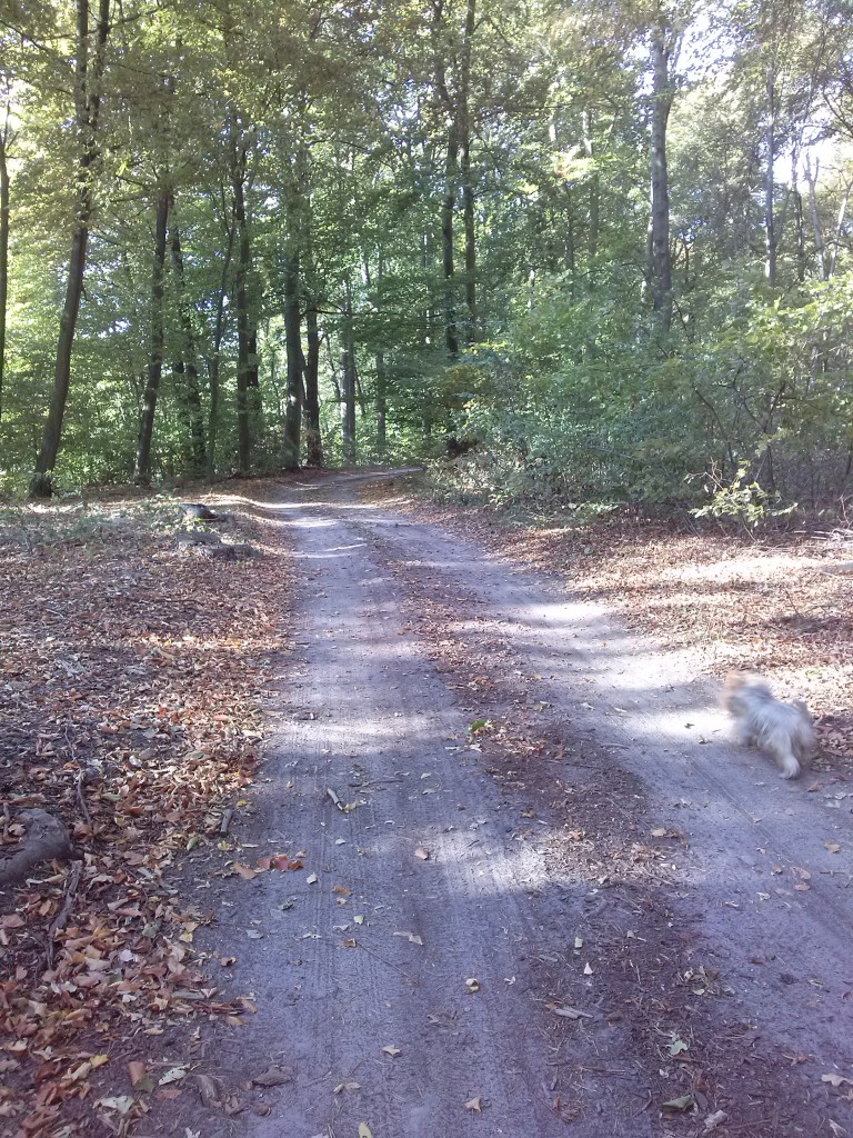 Pozostałe, Szukałam jesieni... - trochę pochodziliśmy...