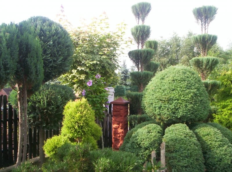 Ogród, ogród 2010