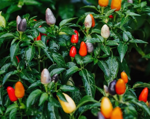 Naga Jolokia (Capsicum chinense x frutescens)