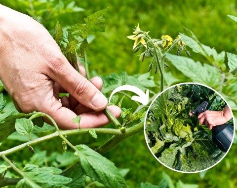 Jak wykorzystać oberwane liście pomidorów? Dzięki tym sposobom ogród będzie pełen pięknych i zdrowych roślin