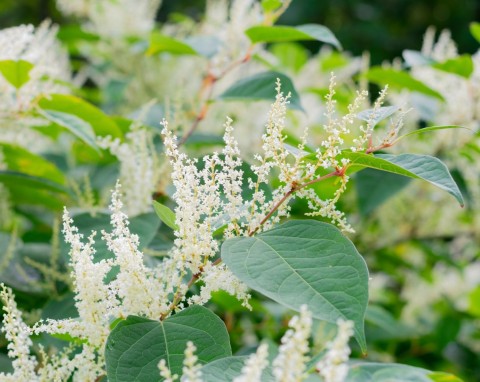 Ta roślina szybko wymyka się spod się spod kontroli. Lepiej usunąć ją z ogrodu, bo niszczy fundamenty