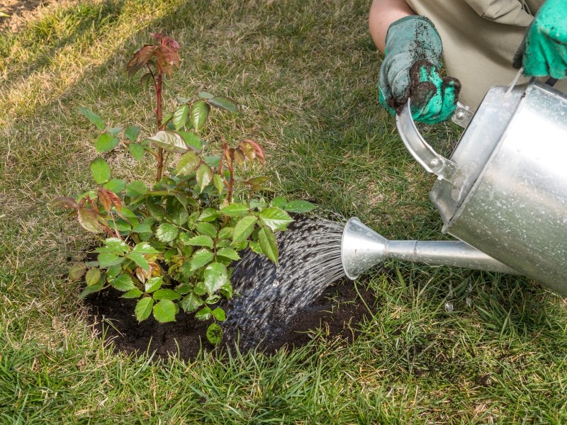 pielęgnacja róż po cięciu