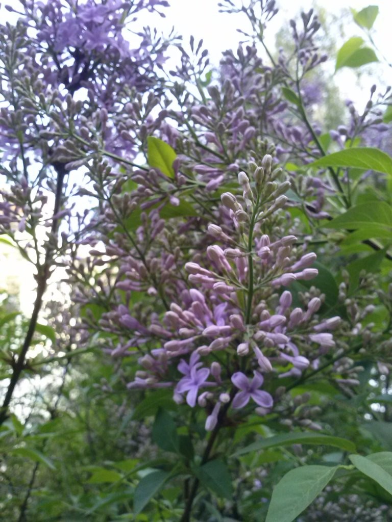 Pozostałe, hej, hej.. zobaczcie jak jest ładnie na moim osiedlu :)