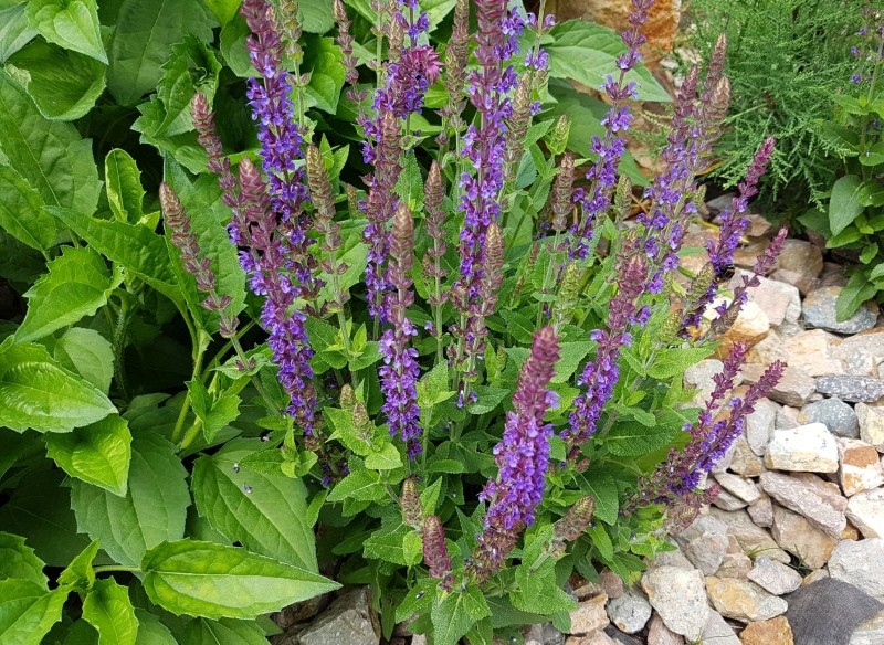 kwiaty ogrodowe wieloletnie