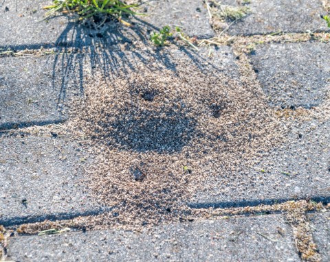 Jak pozbyć się mrówek z kostki brukowej przy domu? Naturalny sposób działa niezawodnie