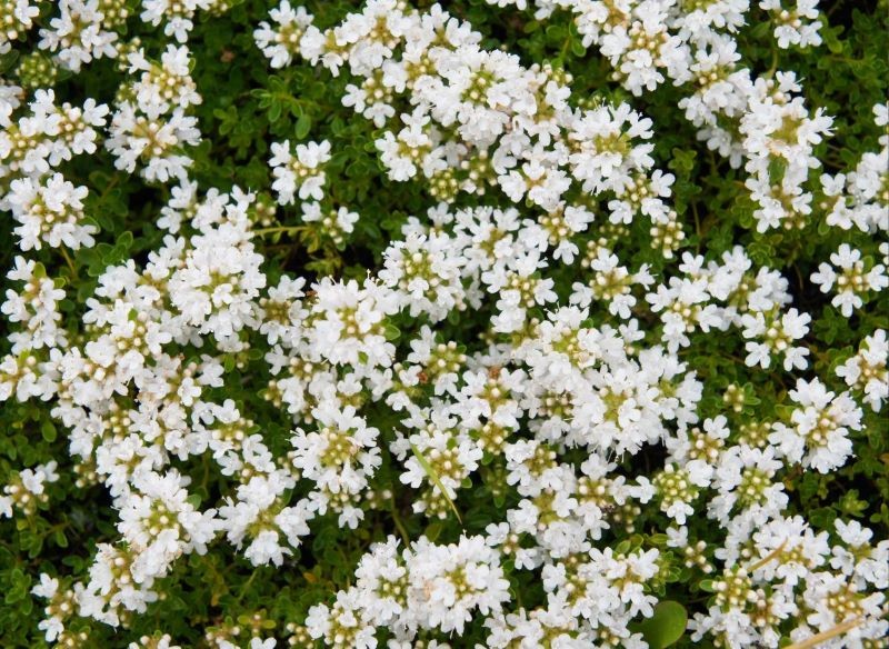 Poszczególne odmiany macierzanki wczesnej różnią się kolorem kwiatów.