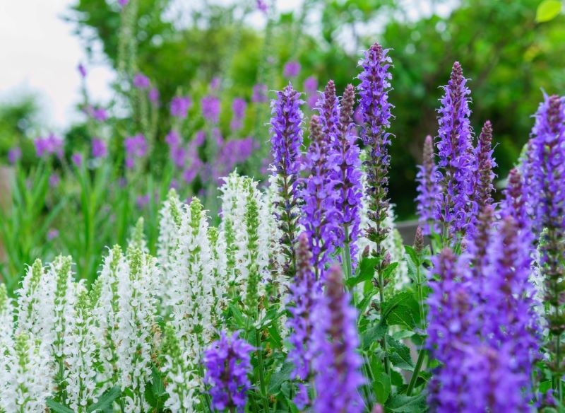 salvia