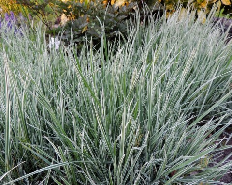 Rajgras wyniosły (Arrhenatherum elatius)