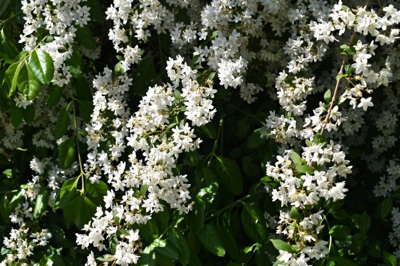 prawa i pielęgnacja żylistka