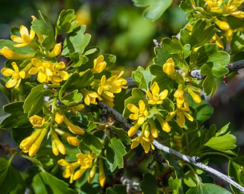 Porzeczka złota (Ribes aureum)