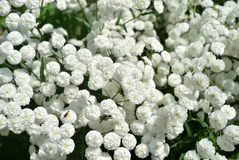 Krwawnik kichawiec 'The Pearl' spodoba się wielbicielom białych kwiatów.