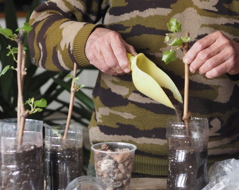 Pobieranie sztobrów z winorośli. Dobrze przechowasz, wiosną nie wydasz ani grosza na nowe sadzonki