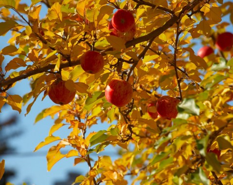 Ostatnie nawożenie drzew owocowych przed zimowaniem. Potas, fosfor, bor i naturalne dokarmiacze
