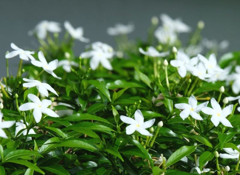 gardenia