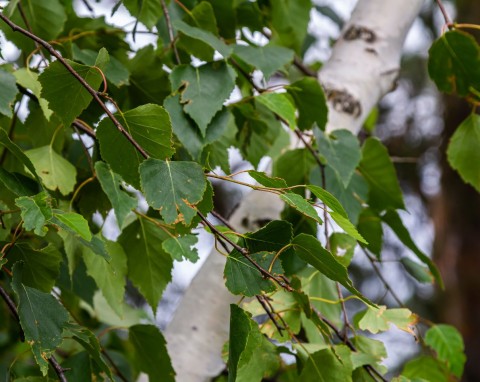 Kiedy przycinać brzozę, aby uniknąć "płaczu" i wycieku soków? Termin i technika są kluczowe