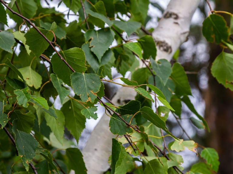 Kiedy przycinać brzozę, aby uniknąć "płaczu" i wycieku soków? Termin i technika są kluczowe