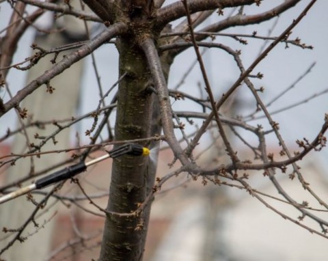 Wiosenny oprysk preparatem miedziowym. Które rośliny skorzystają, a jakim może zaszkodzić?