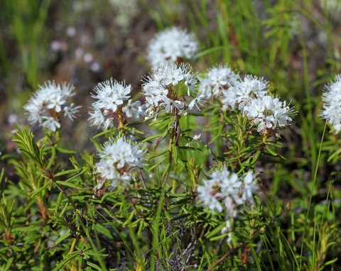 Bagno zwyczajne (Ledum palustre)