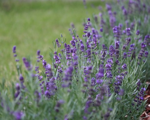 6 nieoczywistych nawozów do lawendy. Zgromadź teraz i wykorzystaj na wiosnę