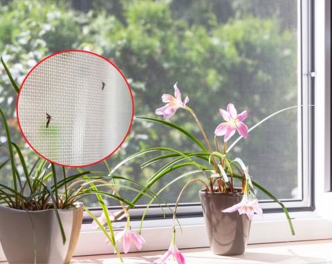 Moskitiera ochroni cię przed muchami, komarami i innymi owadami. Jaką wybrać?