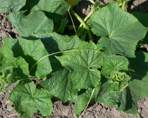 Naturalny cios w choroby ogórka. Zwalcza mączniaka rzekomego i szarą pleśń