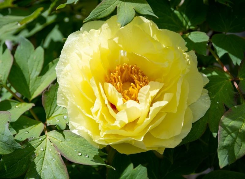 Piwonia Itoh 'Bartzella' jest jedną z najpopularniejszych odmian tych krzewów.