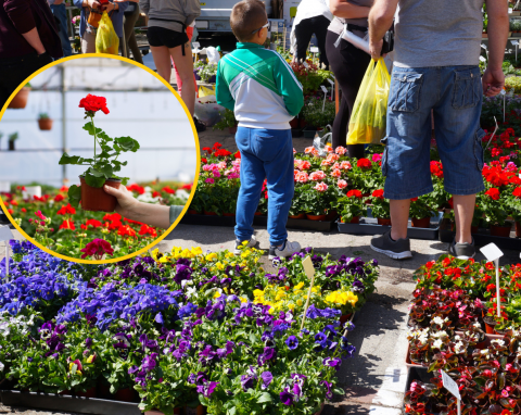 Ceny kwiatów balkonowych i rabatowych 2023. Ile zapłacimy za petunie, pelargonie, begonie?