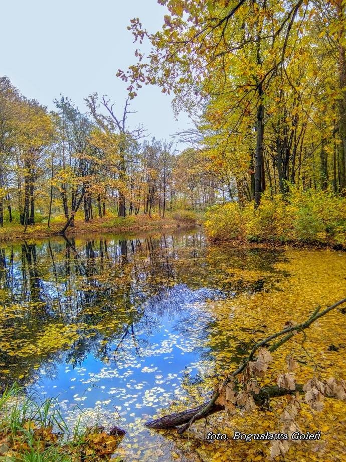 Podróże, Poniatowa jesień - Uroda jesieni - foto. Bogusława Goleń
Poniatowa, staw Krupnik