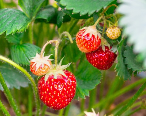 Nawożenie truskawek – poznaj sprawdzone sposoby na udane owoce!
