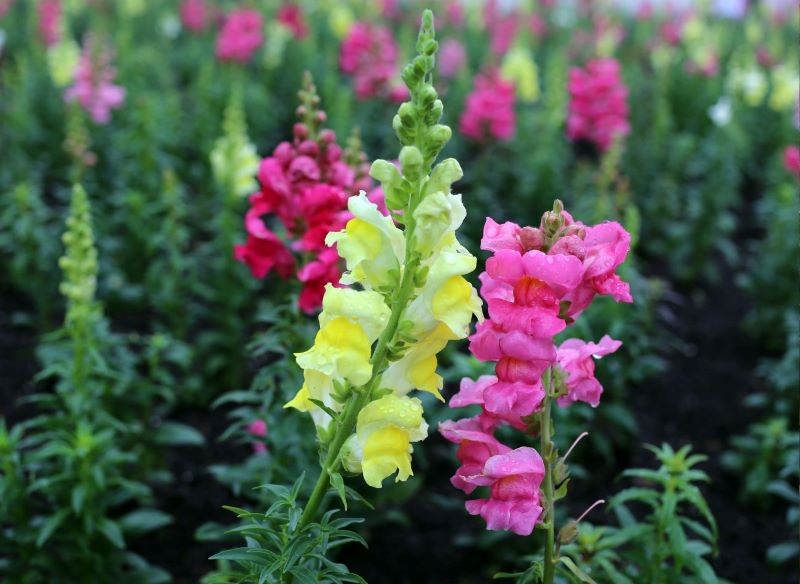 Z uprawą lwiej paszczy poradzą sobie nawet początkujący ogrodnicy.