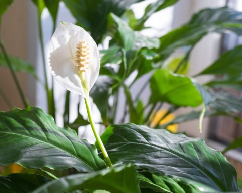 Dwuskładnikowy, prosty do zrobienia nawóz. Skrzydłokwiat kwitnie dzięki niemu na okrągło