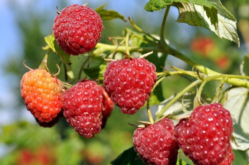 Jak stosować nawóz z drożdży i cukru do malin?