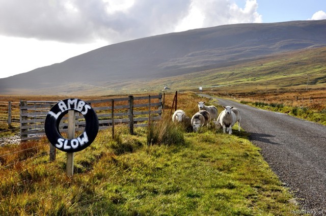 Pozostałe, go to Scotland... - swojskie widoki...