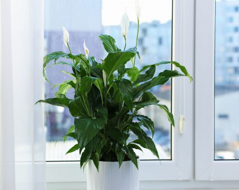 Delikatny koktajl na pobudzenie skrzydłokwiatu. Zacznie wypuszczać nowe liście i pąki