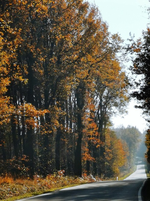 Rośliny, BARWY JESIENI