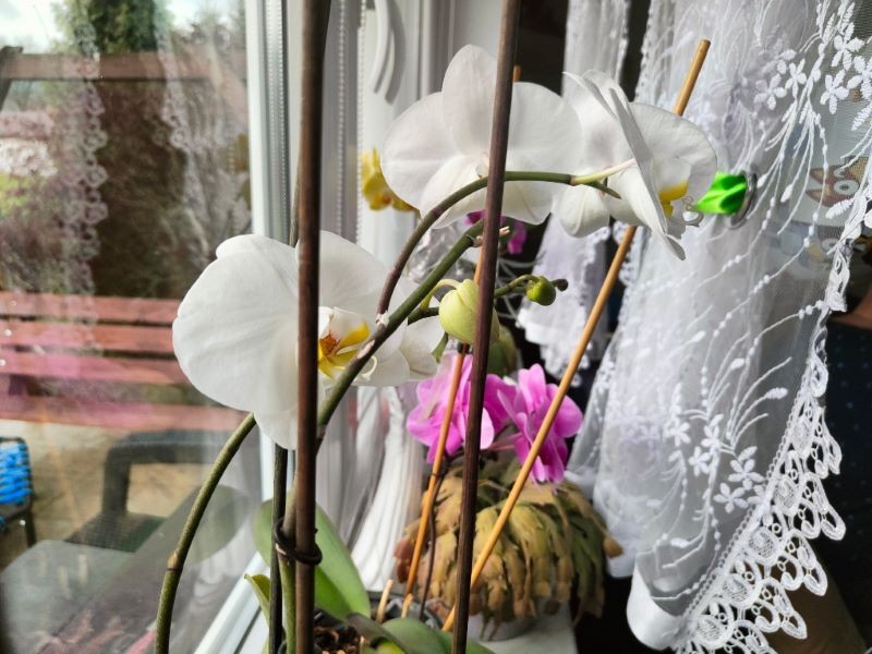 Po zimie o storczyki trzeba się zatroszczyć.