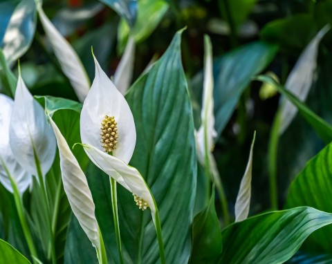 Po dwóch dawkach skrzydłokwiat dostanie energii. Wypuści mnóstwo liści i pąków kwiatowych