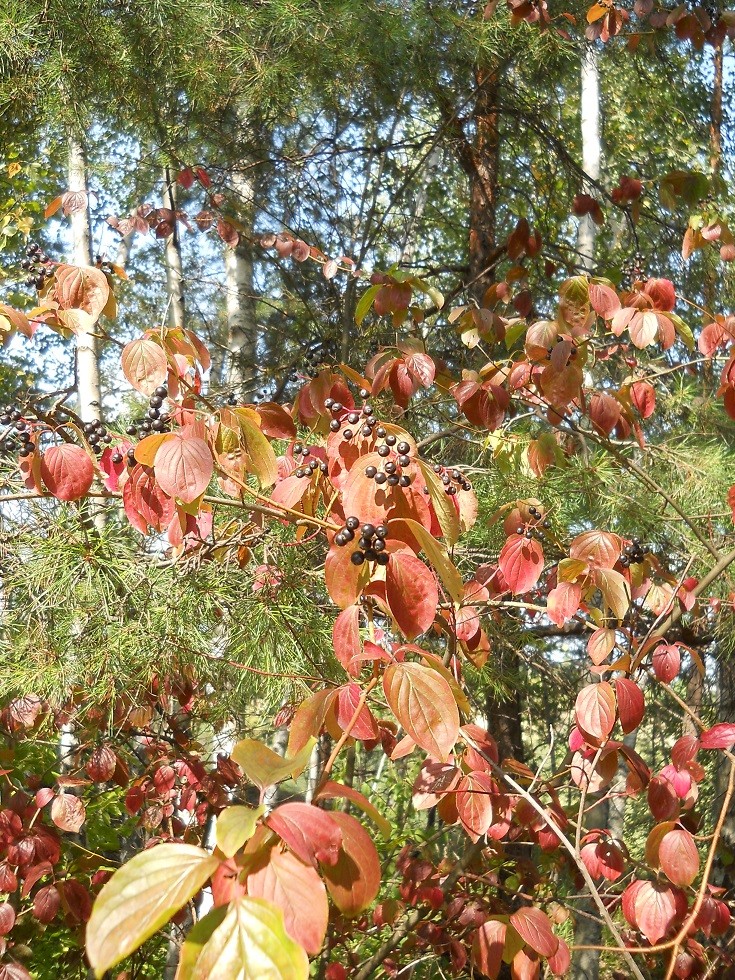 Pozostałe, Uroczysko. Fotoreportaż :) - Wrzesień zaczyna się już kolorować...