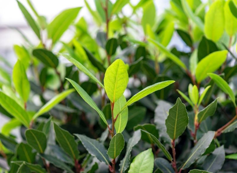 Wawrzyn potrzebuje nawożenia, aby się zagęścić i zazielenić.