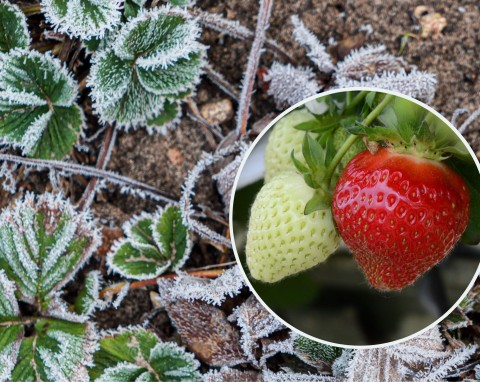 Nietypowy zabieg dla wzmocnienia truskawek przed zimą