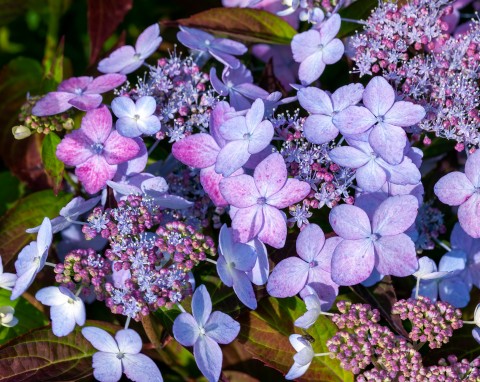 Hortensja piłkowana (Hydrangea serrata)