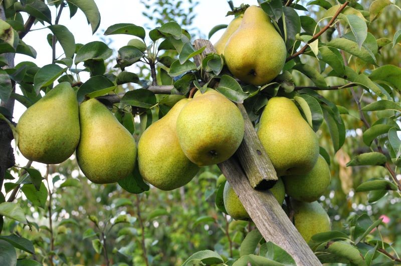 Po co przycinać grusze? Przede wszystkim dla bardziej obfitych i lepszej jakości plonów.