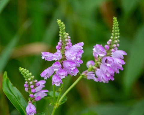 Odętka wirginijska (Physostegia virginiana)