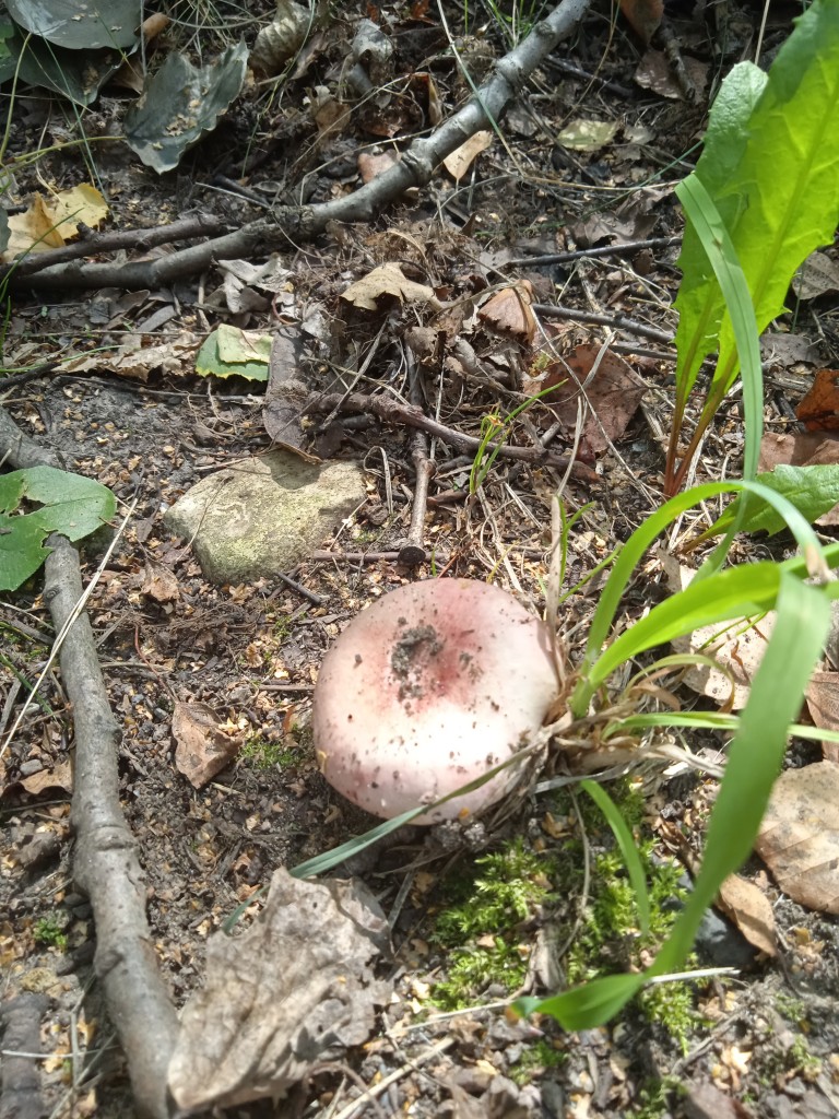 Leśne klimaty, PARKOWE ZACISZE