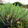 Pozostałe, Rośliny, które nie boją się kaloryfera - Rośliny, które zniosą suche powietrze: Wilczomlecz (Euphorbia) - gatunki sukulentowe, zimą podlewajmy go umiarkowanie, tak by nie zasuszyć bryły korzeniowej.